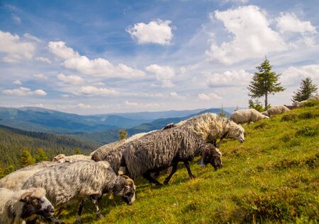 herd of sheeps on the mountain hill, Carpathian, Ukraine.の写真素材