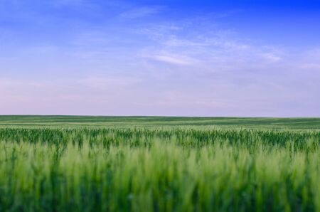 Wheat field, Ukraine.