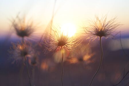 Flower in the sunset 4