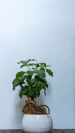 Decorative pot plant on the white background