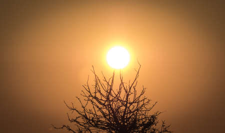 orange sunset in the woodsの写真素材