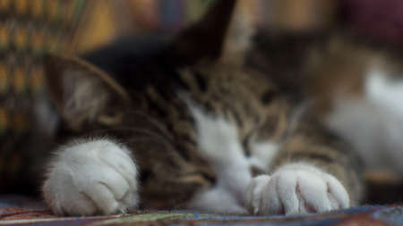 Cat sleeping on the bed