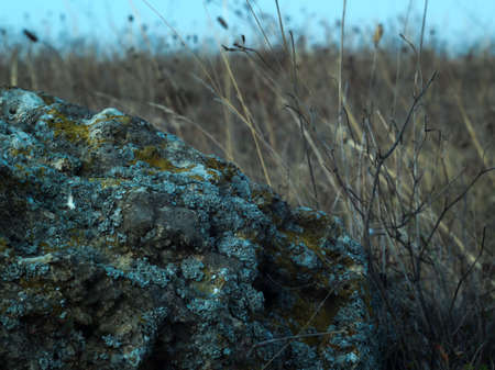 Moss rock on Crimea steppe