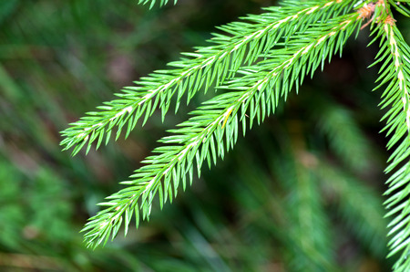 green prickly branches of a fur-tree or pine.