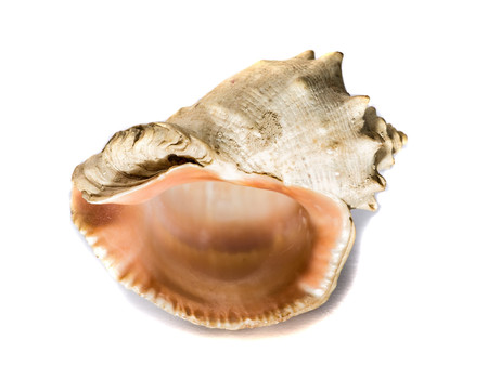 Sea shell isolsted on white background .