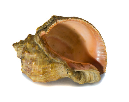 Sea shell isolsted on white background .