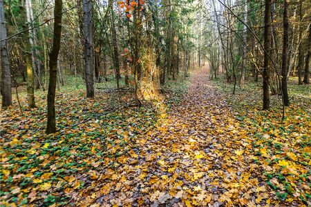 path in the autumn forest going into the distanceの写真素材