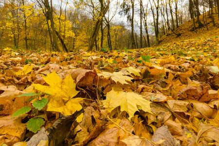 Bright yellow fallen maple leaves lay on the grass.Golden autumn. nature of Belarus