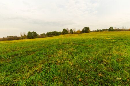 field with green grass and forest in the distance. autumn landscape
