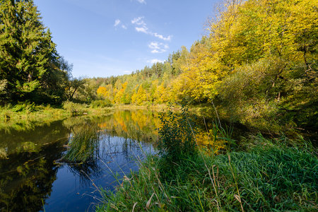 The beauty of nature of Belarus in autumn. River flowing in the autumn forest. Blue sky and yellow foliageの写真素材