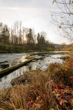 The river is current in the autumn forest. Beauty of autumn nature.golden foliage,grassの写真素材
