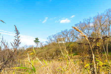 autumn forest. Beauty of autumn nature.golden foliage,grassの写真素材