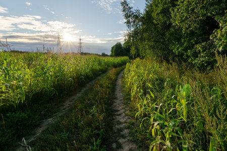 field with wheat forever at sunset. green field in the evening.Beautiful nature in autumn day