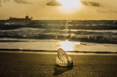 Portuguese man o' war on the sandy beachの写真素材