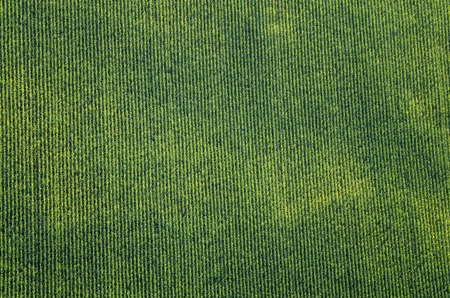 Corn field with a bird's-eye viewの写真素材