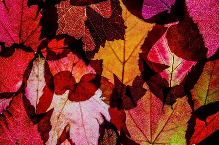 The red palette is the colors of autumn. Background of red leaves with detail leaf structure. Backlight shot. Close-up.のeditorial素材