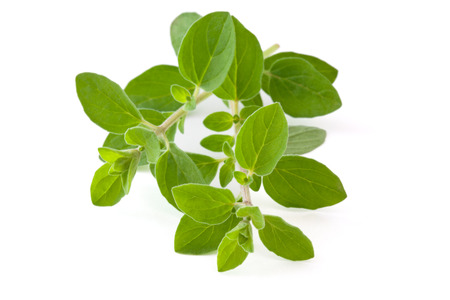 Twigs of oregano. Isolated on white background.の写真素材