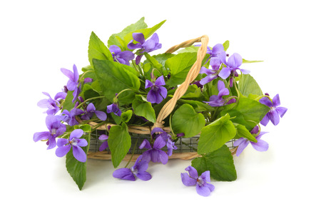 Violet flowers in basket. Isolated on white background.