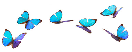 Closeup shot of blue tropical butterflies (Morpho Menelaus)  isolated on white background.の写真素材