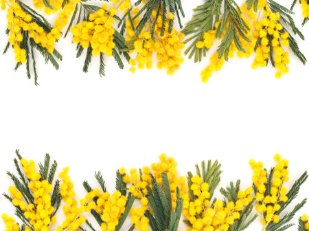 Frame of mimosa flower. Isolated on white.の写真素材