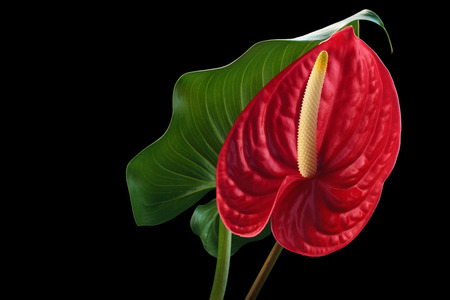 Closeup shot of red anthurium on black reflective background.の写真素材
