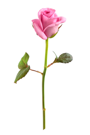 Pink roseon white.の写真素材