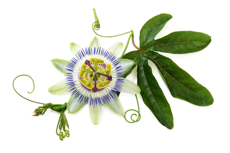 Passion flower on white.の写真素材
