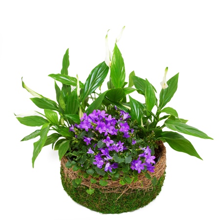 Group houseplants in a pot decorated with moss. Isolated on white background.の写真素材