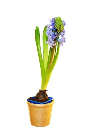 Blue hyacinths blooming in a pot. Isolated on white backgroundの写真素材