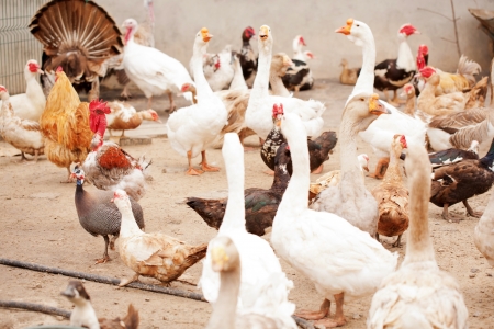 Poultry yard, geese, chickens, ducks, turkeys walking outdoorsの写真素材