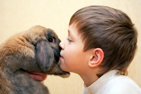 The little boy kissing rabbit. Love for animals concept.の写真素材