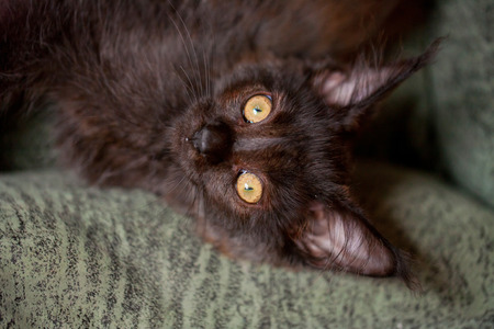 Maine Coon kitten lying on the couch and looking at the camera.の写真素材