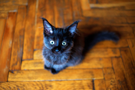 Maine Coon kitten sitting on the floor and looking at the camera.の写真素材