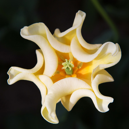 Unusual white and yellow tulip close up. Macro. Top view .の写真素材