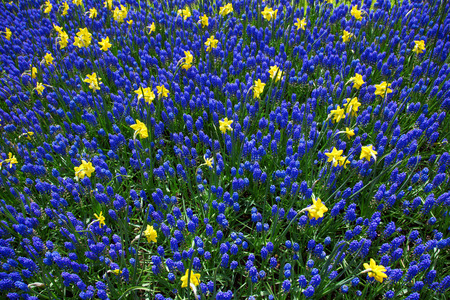 Yellow Narcissus and blue Lupine flowers on a meadow as floral background.の写真素材