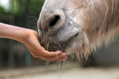 Child feeding donkey. Children's hand and muzzle donkey close up.の写真素材