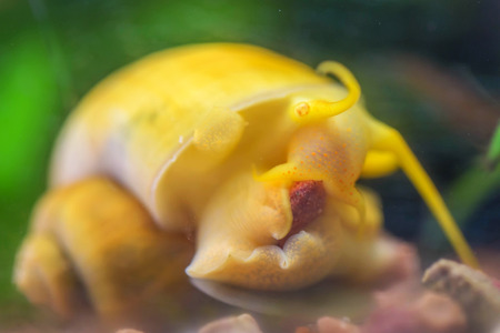Ampularia snail eating (Pomacea bridgesii). Close up, macro shotの写真素材