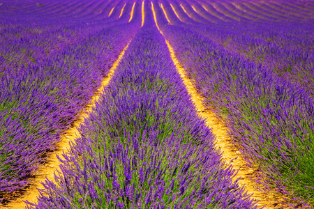 Blooming lavender field. France, Provence. Floral backgroundの写真素材