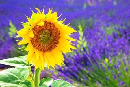 Flower sunflower growing on a lavender field. Summer and travel concept.の写真素材