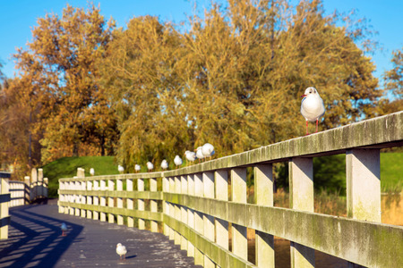 Birds are sitting on the bridge. Seagulls sit in a row on the railing of the bridge. Selective focus on the nearest seagull.の写真素材