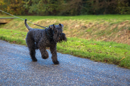 Pet dog kerry blue terrier walks in the park. The dog is running. Happy pet concept.の写真素材