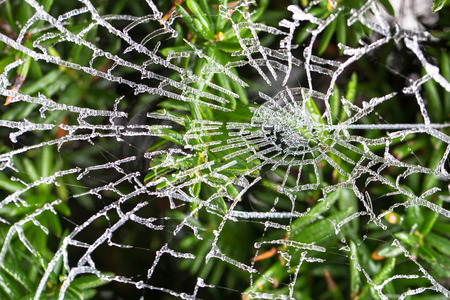 Frozen web as a background or texture. Frozen web with ice crystals on a fir-tree background. Coldness, winter cold, wind, frost, winter weather. Natural background. Macro shot.の写真素材