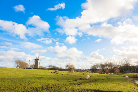 Sheep grazing near the mill. Sheep farm. Sunny winter in the Netherlands. Rustic Dutch landscape.の写真素材