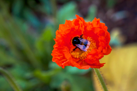 Bumblebee eats nectar from the poppy flower. Spring, summer, flowering, warmth. Bumblebee on a flower close-up. Poppy flower.の写真素材