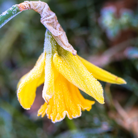 Yellow daffodil with ice crystals close-up. Macro shot. Frozen, winter or early spring. Frozen flowers. Spring floral background.の写真素材