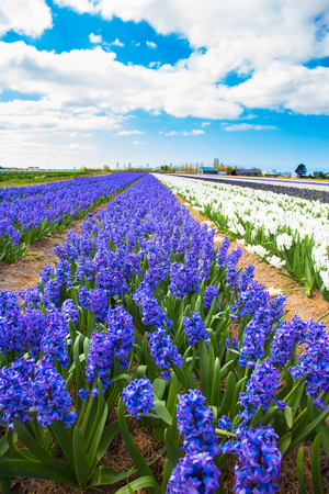Spring hyacinths field.  Flowering spring field with colorful hyacinths. Spring, freshness, joy, pleasant smell, spring flowers background.の写真素材