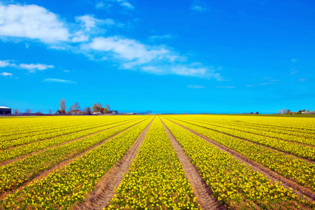 Spring flowers of daffodils. Spring bright field of blooming daffodil flowers. Spring countryside landscape. The Netherlands flower industry.の写真素材