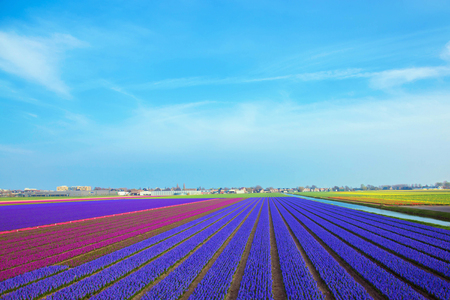 Spring flower field of purple hyacinths. Top view. Spring floral background, rural landscape. Blooming fragrant hyacinths. The Netherlands flower industry.の写真素材