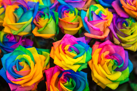 Diversity, joy, LGBT, rainbow, flowers, gender equality background. Colorful variety of roses of all colors of the rainbow as a floral background or texture. の写真素材