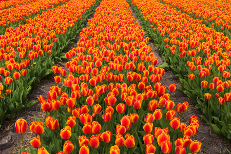 Field of orange tulips flowers. Orange tulip is a Dutch symbol by the name of the dynasty of Oranje. Spring blooming tulip field. The Netherlands flower industry.の写真素材